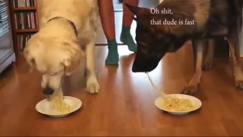 Hotdog Eating Competition: Golden Retriever vs German Shepherd