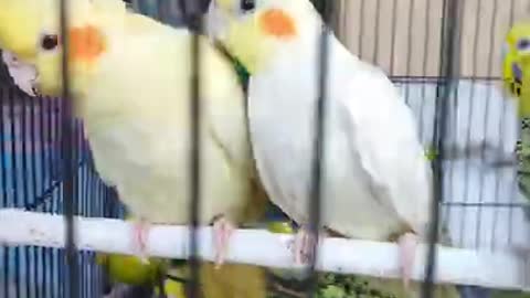 cockatiel 😍 cockatiel birds