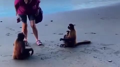 monkeys repay human kindness