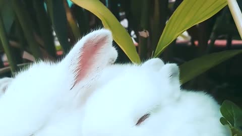 Rabbits