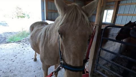 Lets Go Trail Riding!