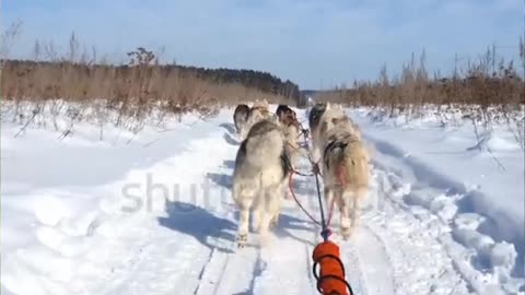 A team of Husky pulling a sled through a nice winter forest. Riding Husky sledge on snow. .