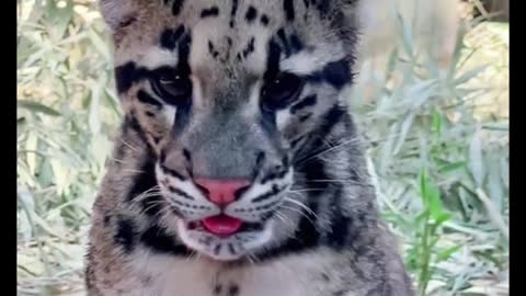 Have you seen the tongue of the leopard cub?