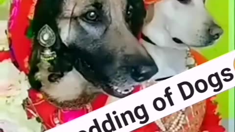 Best funny dog bedding marriage anniversary ,😋😋😋😋🤭🤭🤭🤭