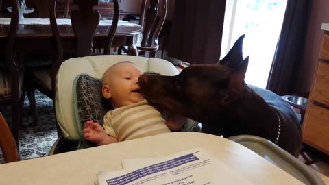 Loving Doberman licks baby clean