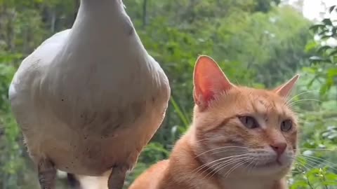 Funny video 🐈😺