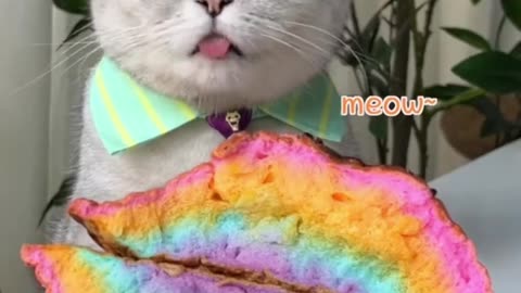 Rainbow cake & strawberry liqueur 🌈🙋‍♂️; perfect dessert combo #cat #love #viral