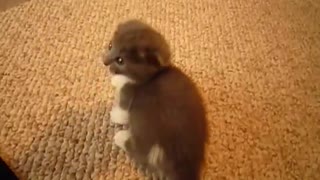 Scottish fold Munchkin cute