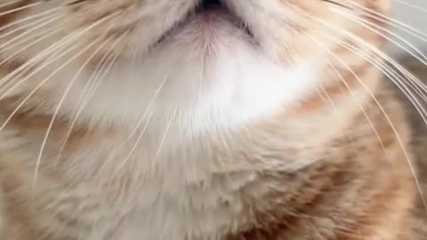 beautifull and funny cat