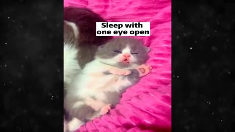 New Funny Videos 2024 - Funniest Cats & Dogs Videos