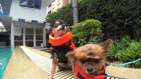 Wet Small Cute Pomeranian Dog Shivering After Swimming Pool