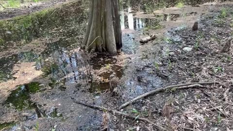 Gently Yoinking a Plain-Bellied Water Snake From a Bald Cypress Tree