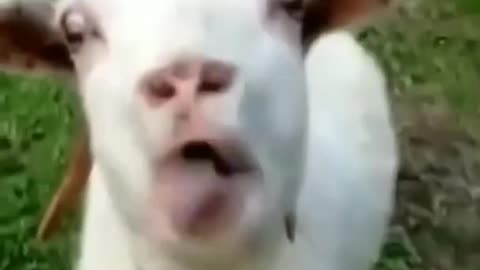 goat funniest vide