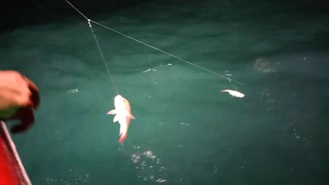 Indonesian fishermen's techniques for fishing for red snapper