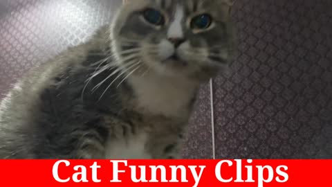 Cat Funny Clips | Cat Funny Moment | Very Cleaver Cat | Awesome Cat Video