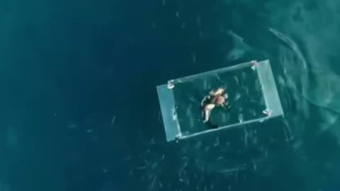 Shark Cage Experience Goes TERRIBLY Wrong