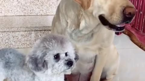 Cute Baby dog and funny