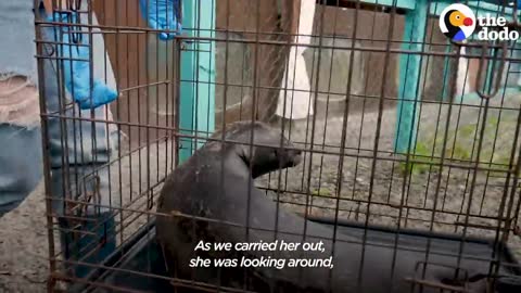 Orphaned Baby Seal Barks At Anyone Who Tries To Clean Her Bathtub | The Dodo Saving The Wild