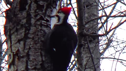 Pileated Woodpecker