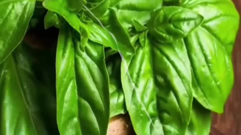 Amazing benefits of eat basil leaves #benefitsoftulsi #coldtreatment #naturaltreatment