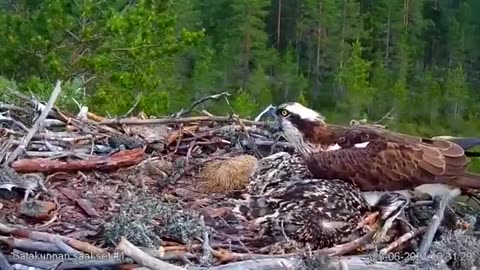 Osprey died protection the chicks