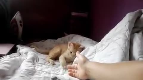 kitten playing with my hand