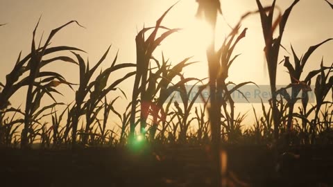 Unexplained phenomena: crop circles and UFOs