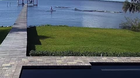 Security Cameras Capture Paddle Boarders Encountering Manatees