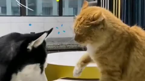 cat and dog fight