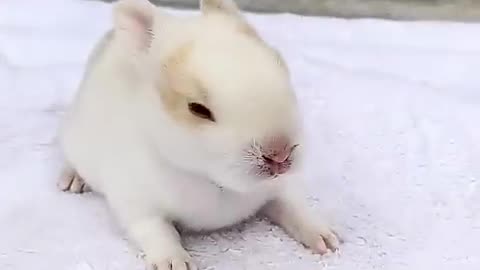 You must watch till the end Rabbit growth - Baby BUNNY 1 To 15 Days