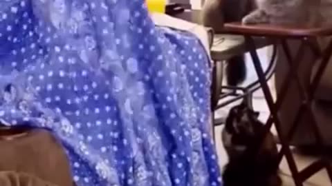 Funny Kitty videos