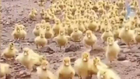 Cute overload! Thousands of adorable ducklings waddle down to pond