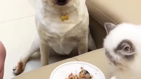 Labrador puppies eating healthy food