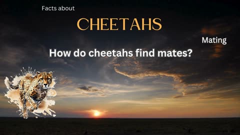 Cheetah Fact 9 - How do cheetahs find mates?