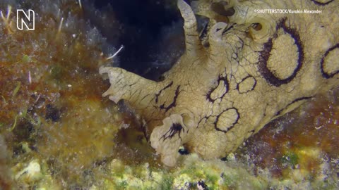 DO NOT PUBLISH_Why do sea slugs steal stings_ _ Natural History Museum