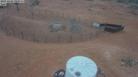 Camel Control on Security Camera