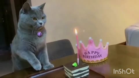 The cat's birthday