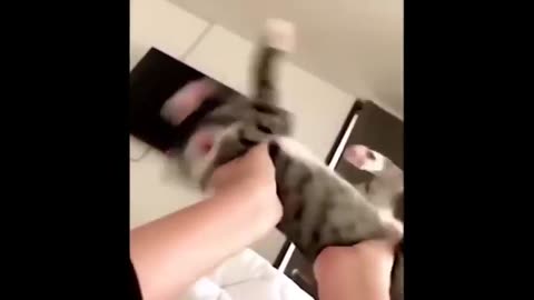 funny cat