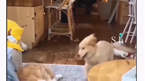 Funniest dog video