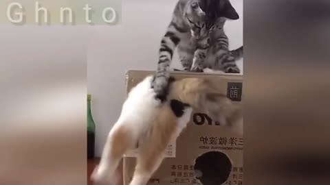 Funny Animal video,#Dog&Cat 🐱