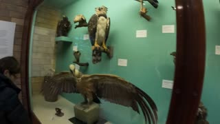 Different types of birds. Natural history museum. 7th Nov 2022