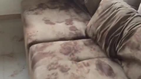 Retriever Redecorates Home with Muddy Paws