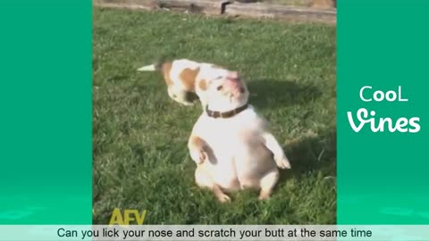 "Laugh Out Loud: The Funniest Animal Videos You'll Ever See"