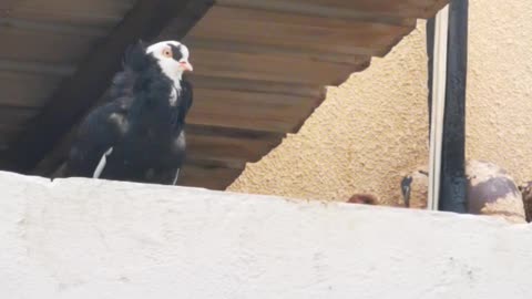 Beautiful Pigeons white And black Shade