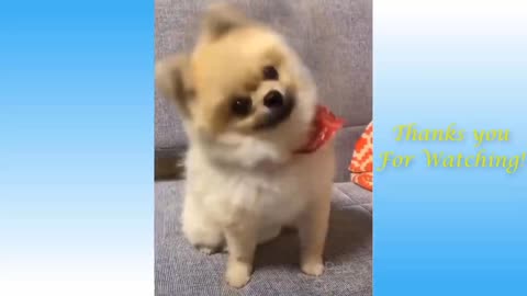 Funny And Cute Dogs Life Cats And Owners Are Best Firnds VideosBest