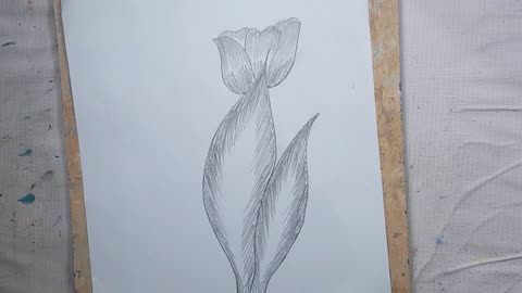 Rose drawing