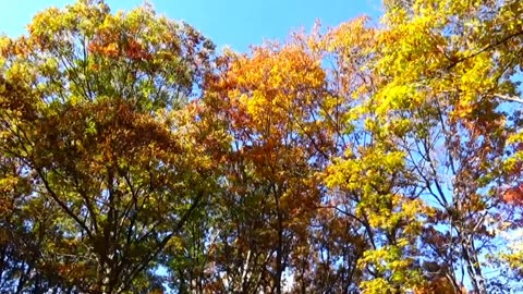 Fall Foliage