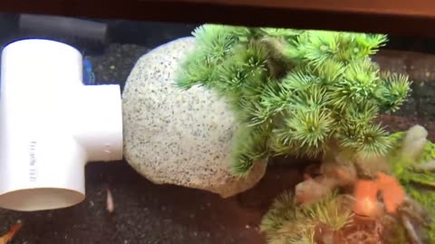 Get a Home Aquarium with Blue LOBSTER and Crawfish Eggs