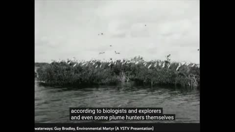 Mrs. Harriette Lawrence Hemenway-FEATHERS, WOMEN AND THE EVERGLADES