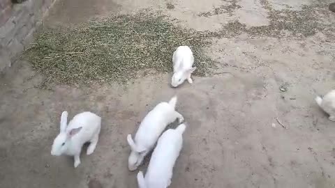 New Zealand white rabbits in Pakistan